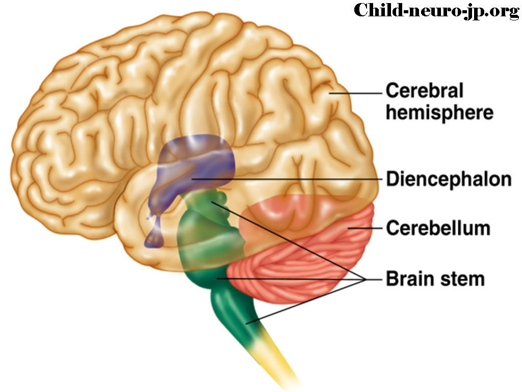 Mengulas Tentang Anatomi Sistem Saraf Otak