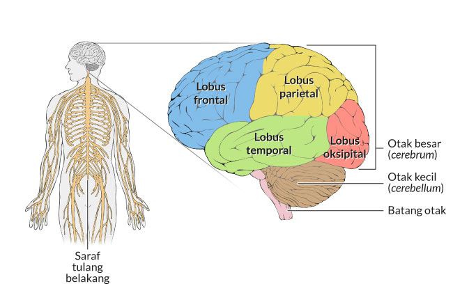 Anatomi sistem saraf otak anak