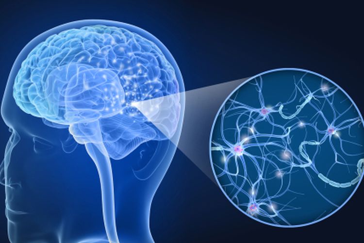 Cara Otak Memberi Sinyal pada Tubuh Kita